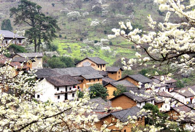 百亩李花开 游客远方来 部门动态 广西柳州融安县人民政府门户