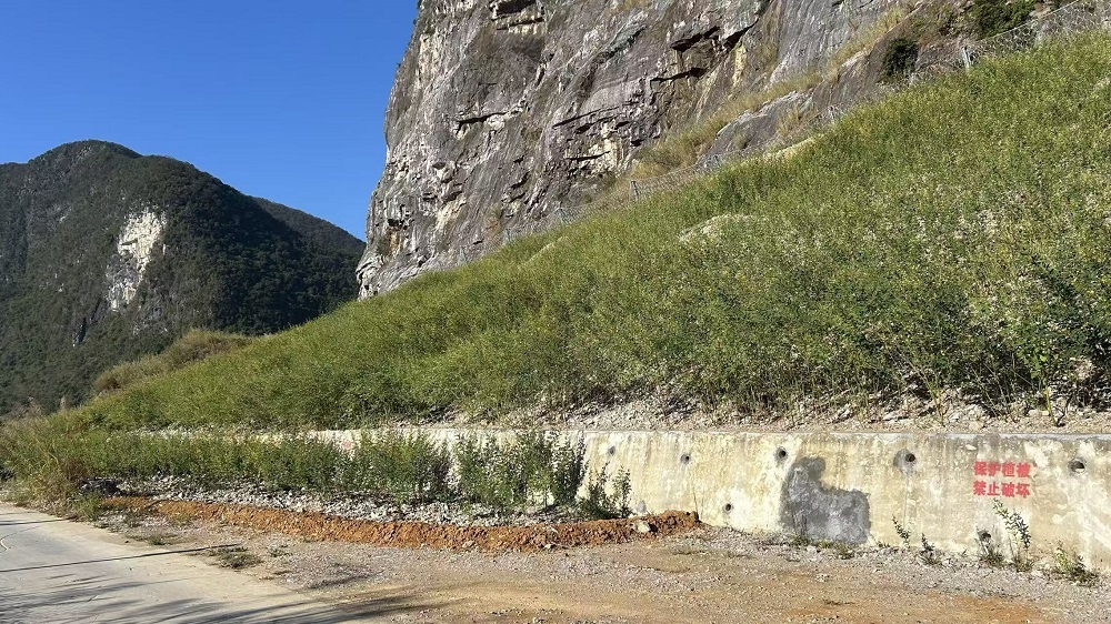神龙采石场局部绿植恢复情况.jpg